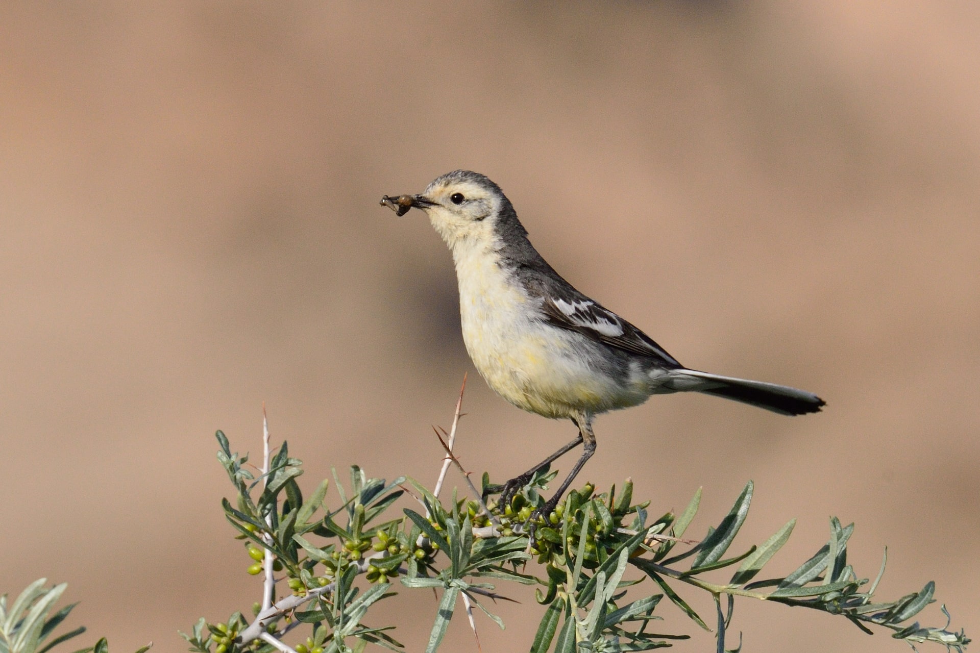 White Wagtail